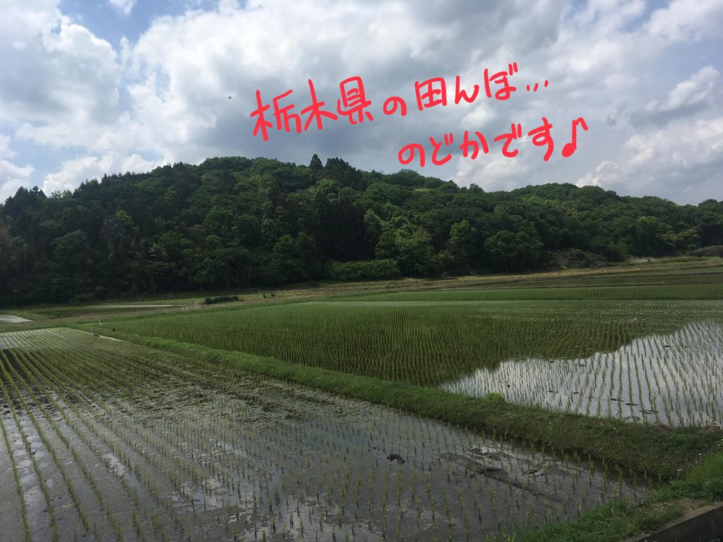栃木の田んぼ