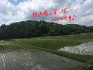 栃木の田んぼ